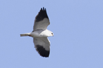 Svartvingad glada/Elanus caeruleus/Black-winged Kite